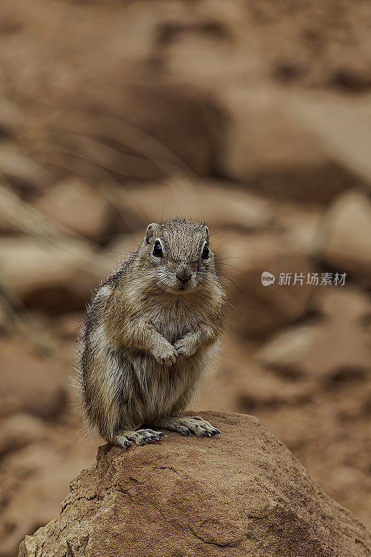 白尾羚羊松鼠(ammospermoophilus leucurus)是一种昼动的地松鼠，发现于美国西南部和墨西哥北部的干旱地区。国会礁国家公园，犹他州。科罗拉多高原。犹他州。